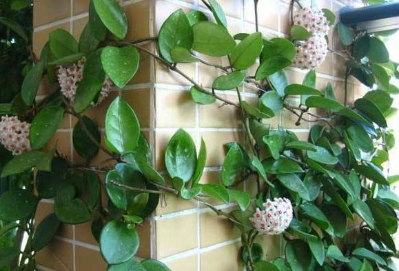 背阴的室内适合种什么,客厅朝阴适合养什么