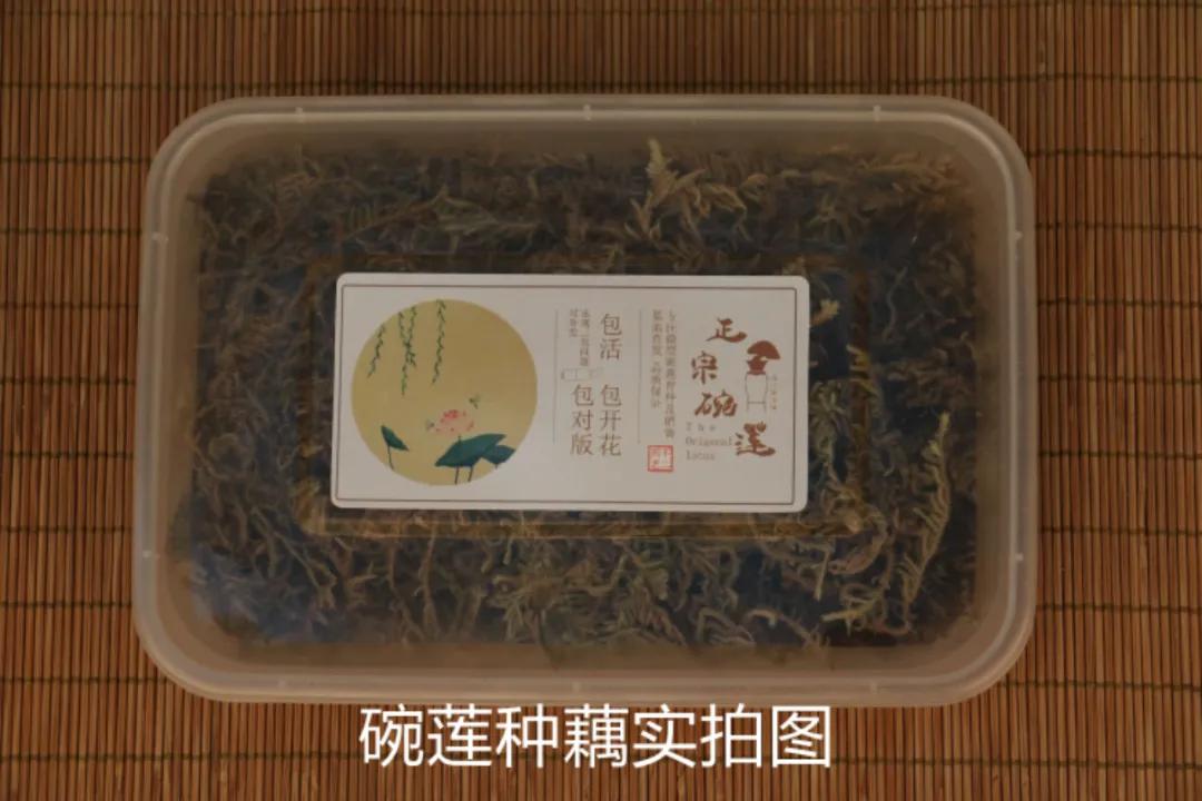 碗莲跟睡莲哪个适合鱼缸养鱼,睡莲和碗莲哪个适合在水缸养