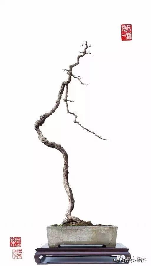 素仁格与文人树,你怎么看?