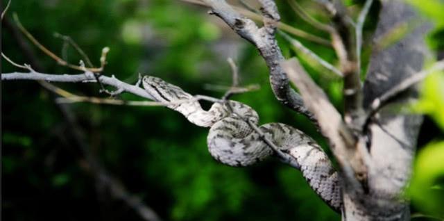 平头哥看见毒蛇扑上去,毒蛇闯入平头哥的地盘