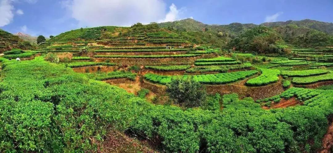 粤港澳大湾区旅游论坛,粤港澳大湾区旅游栏目