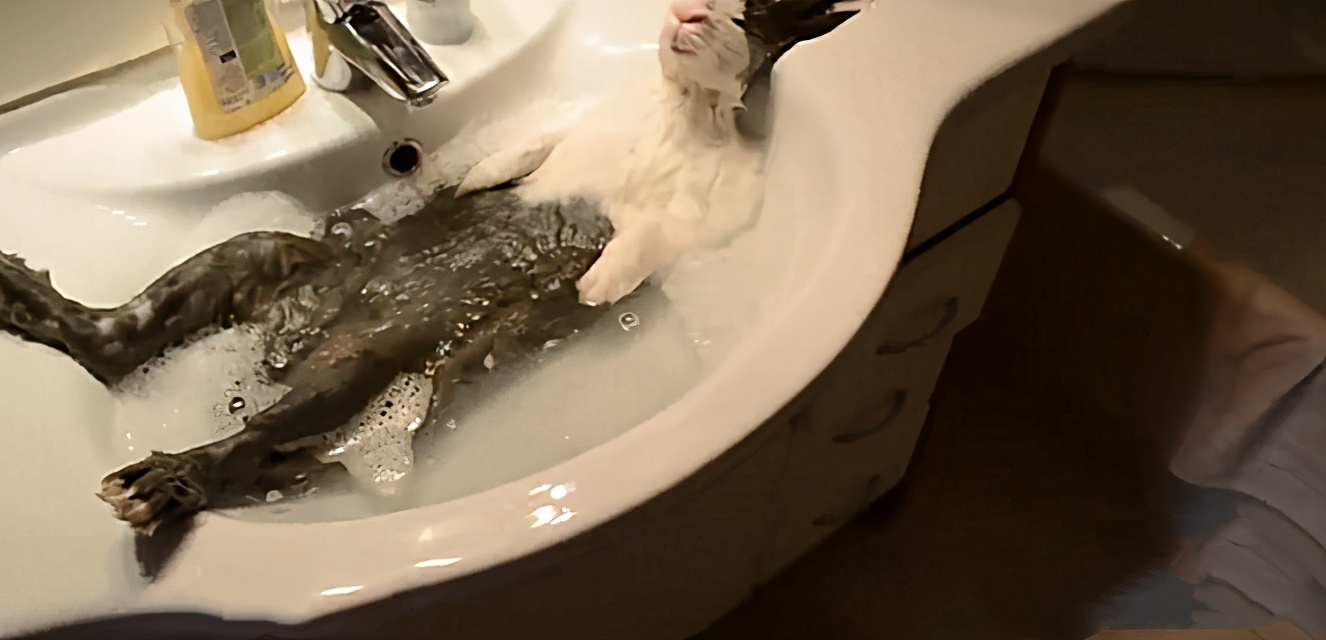 怎么用水帮兔子洗澡,打开水龙头继续洗澡