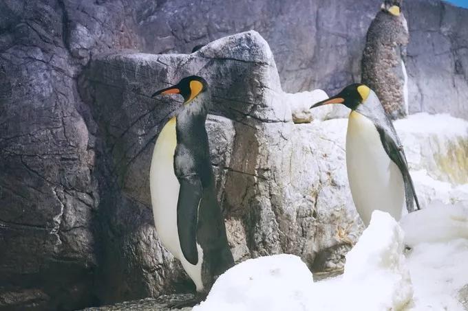 不一样的大阪三日游，瑠璃一束光，值得一来再来