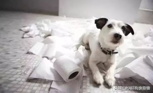 狗狗室内大小便解决方法,狗狗不定点大小便怎么办