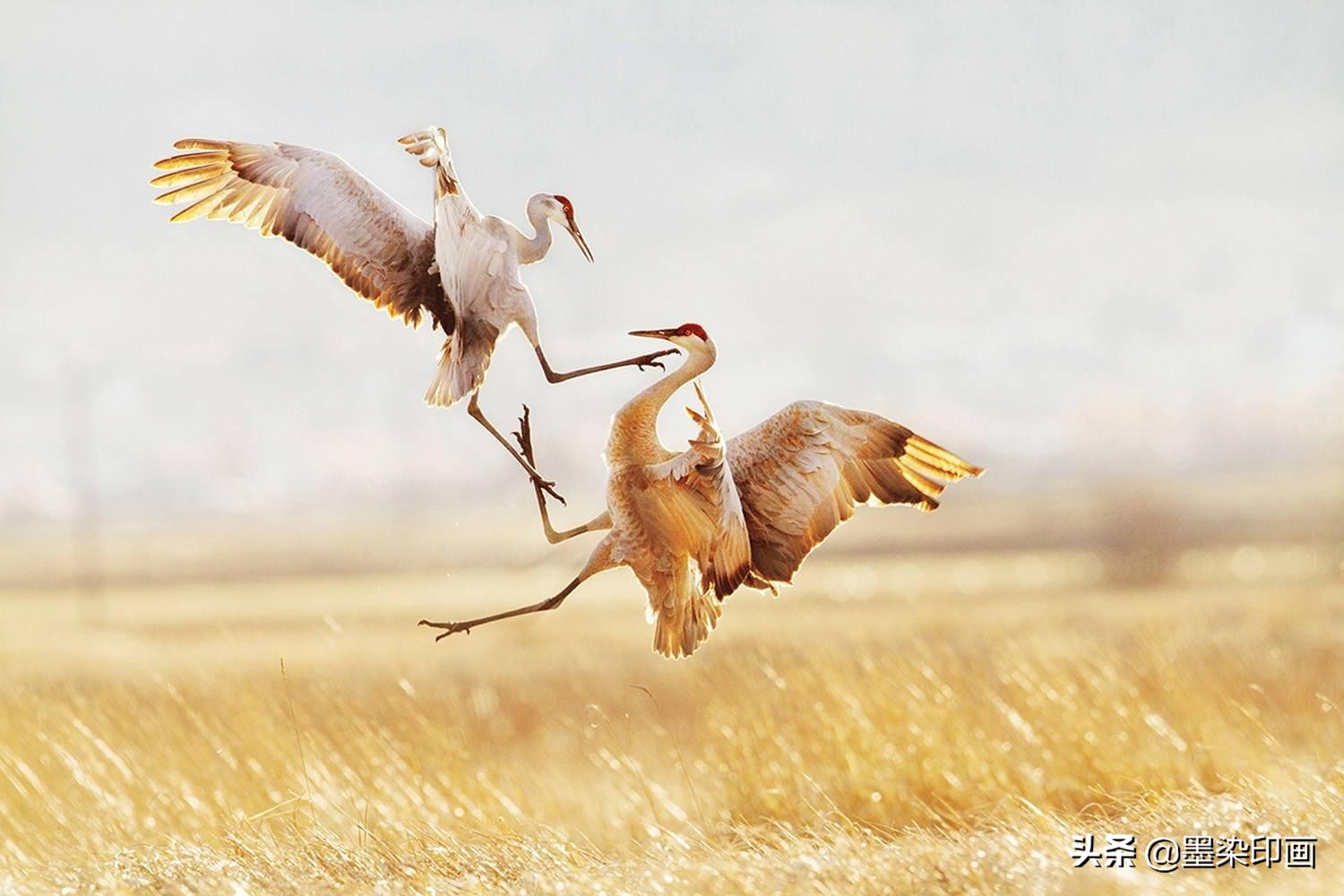 观鸟拍鸟最佳效果图,如何拍鸟这些鸟类摄影技巧要学会
