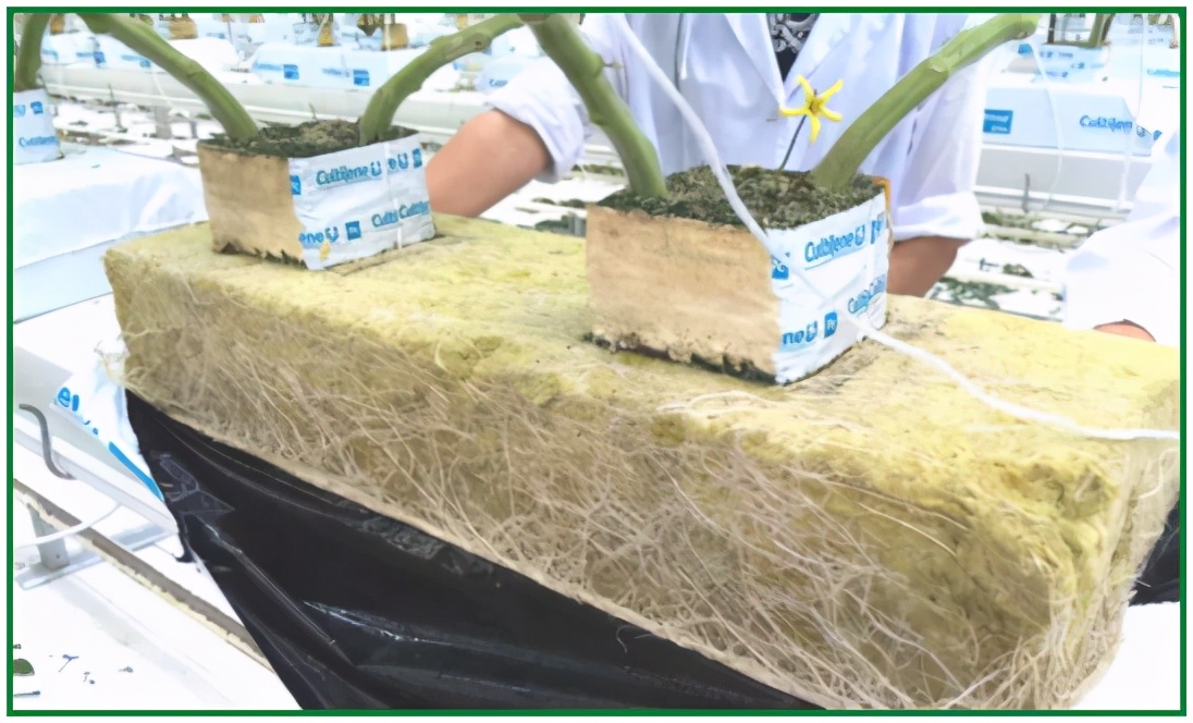 现货批发椰糠栽培基质,进口优质椰糠基质