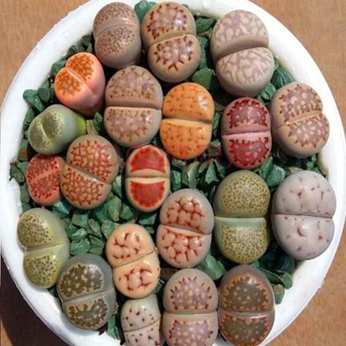 十大最贵的多肉植物排名,世界十大最贵的多肉植物排名