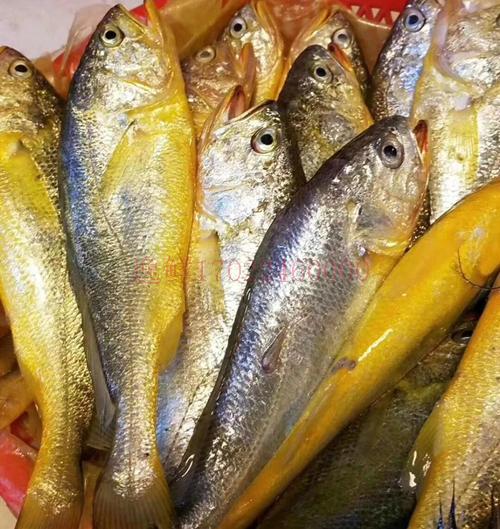 东海海鲜美食大全,家乡特色海鲜美食