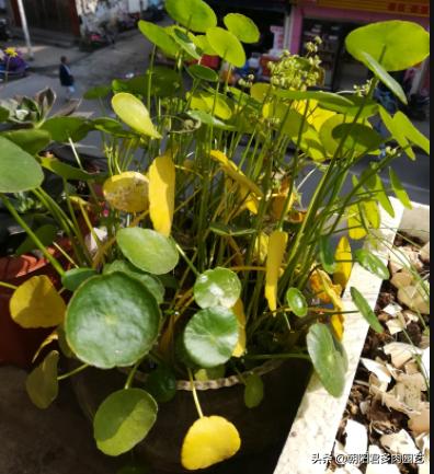 养铜钱草水里边有虫子放点什么,养铜钱草的水里有青苔