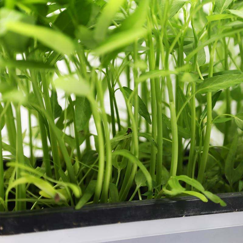 养花种菜再也不用担心土壤问题了,养花种菜怎么浇水好用