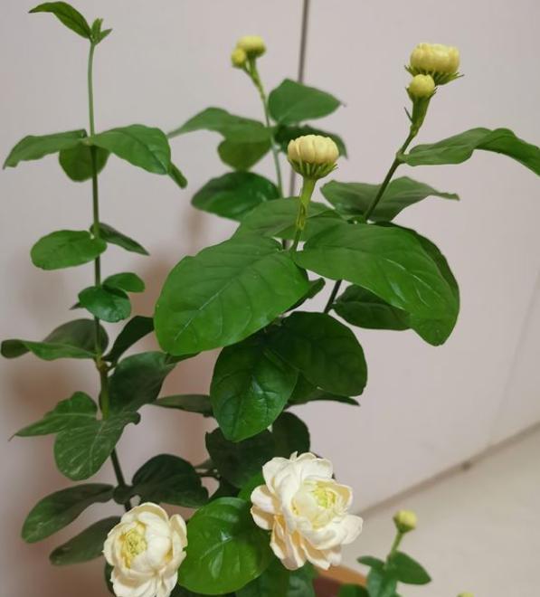 养茉莉花浇肥,养茉莉花放多少水