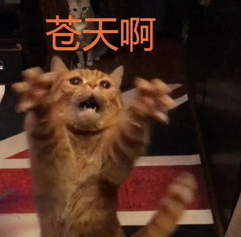 猫咪生吞维生素,猫咪生吞猫粮呕吐