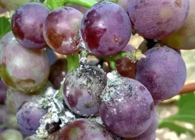 夏黑葡萄各个时间防哪些虫害,葡萄14种常见虫卵图解