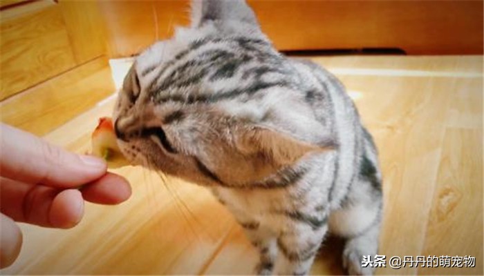 猫咪喜欢吃什么面食,猫咪甜食