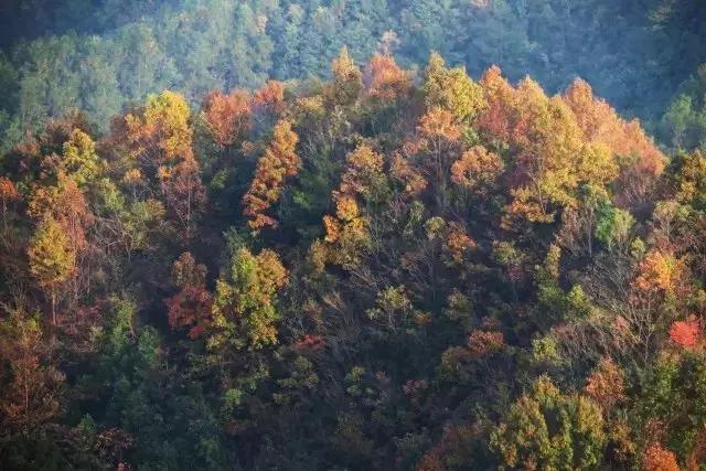 最美银杏秋景自驾攻略,杭州银杏树旅游攻略