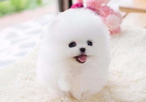 牧羊犬补钙的最佳方法,牧羊犬小狗怎么补钙最好