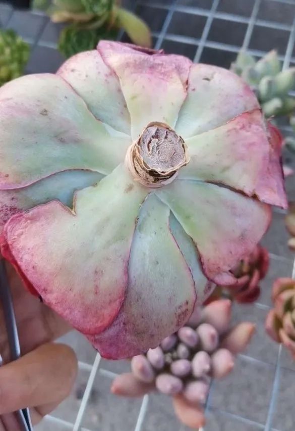 养多肉植物修身养性,多肉的习性和日常养护方法