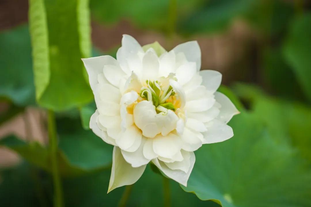 芒种又到了一年收获麦子的季节,芒种到来开始播种庄稼