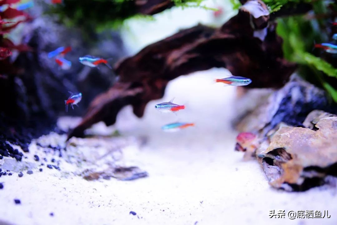 树脂假山种什么植物好,树脂做大型假山