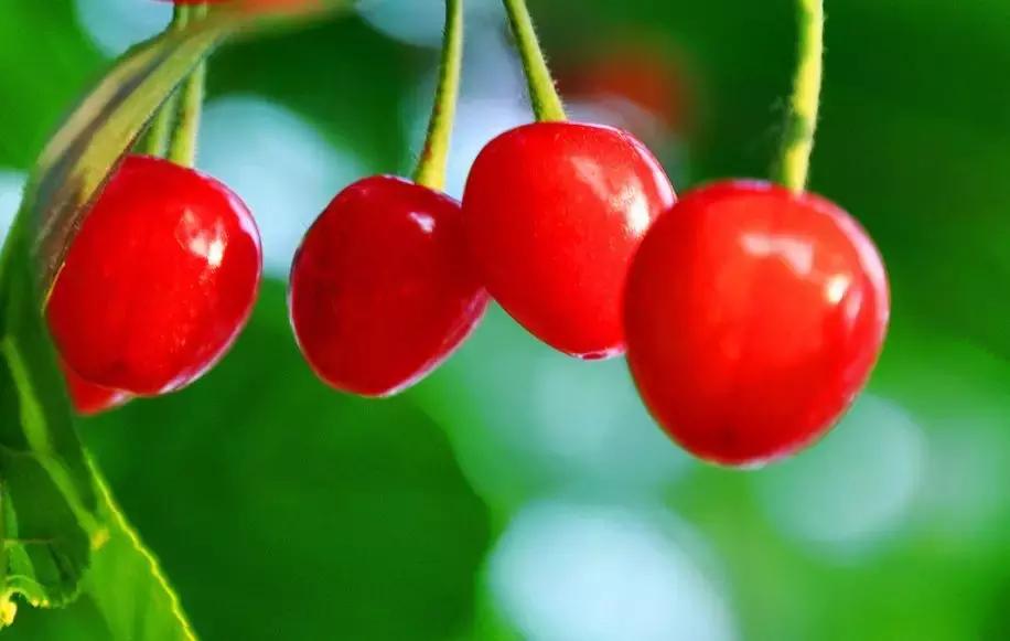 陕西樱桃采摘园大樱桃,西安樱桃采摘基地推荐