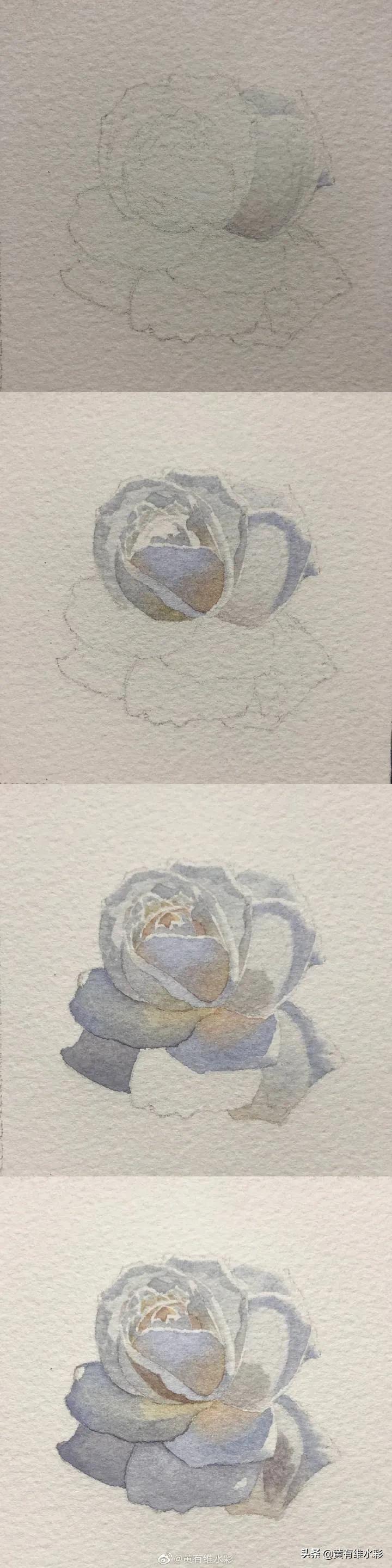 这朵白玫瑰99.99％是水，花瓣看起来很通透