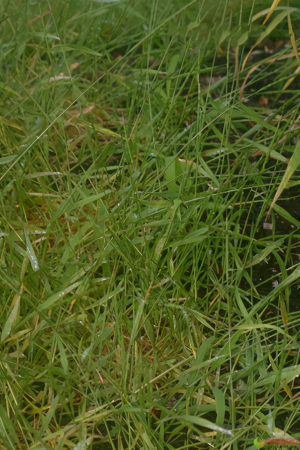 农田杂草图谱防治方法,农田主要杂草图谱