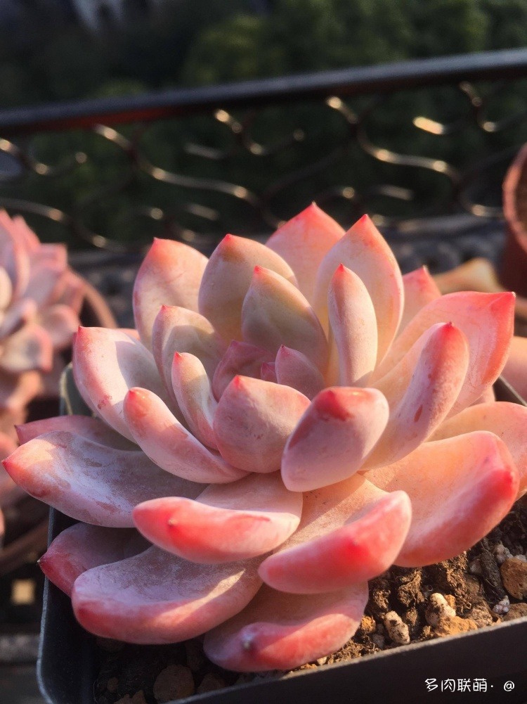 不管什么多肉都适合叶插吗,不管什么多肉都可以变老桩吗