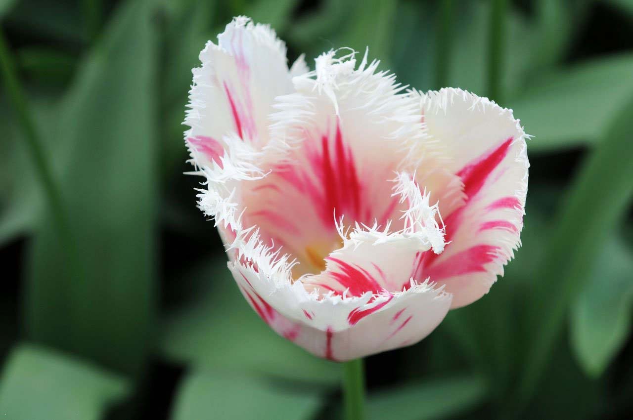 郁金香的花语和寓意是什么意思呀,不同颜色郁金香花语和寓意一样吗