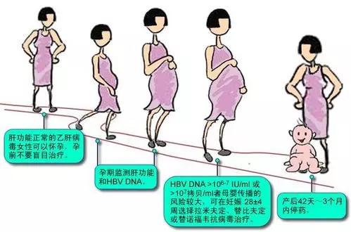 女性乙肝患者服用恩替卡韦期间，还能正常生育吗？