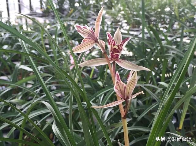 莲瓣兰有收藏价值吗,莲瓣兰12名品图解