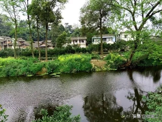 探访深山竹林倍感神清气爽,蒲江遥望雪山感受诗意栖居