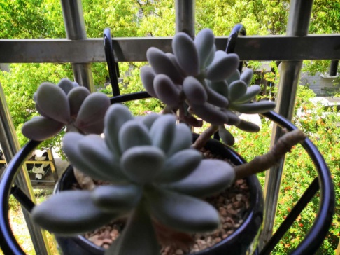 从鼻屎苗到老桩，时光里的蜕变