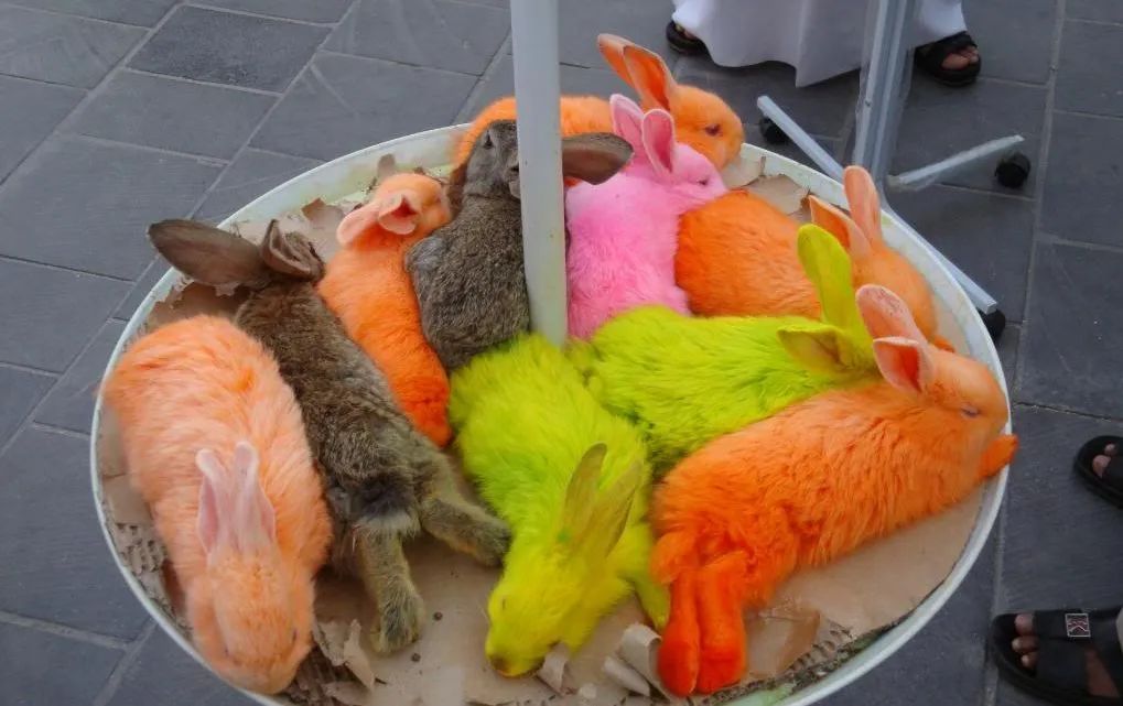 小狗被染色,给可爱小狗染色