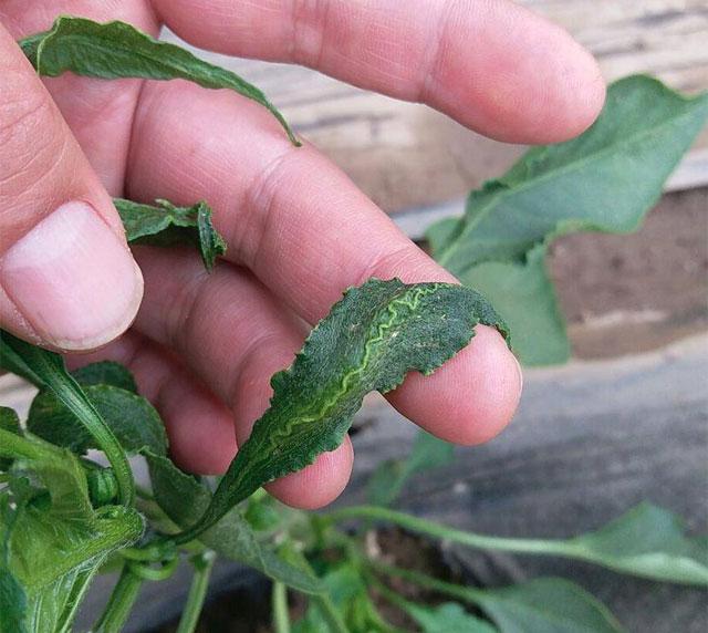 三农辣椒种植四忌要牢记,辣椒用药防治病害时间表