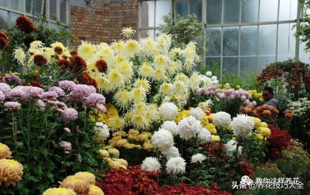 养花必备四种调料,养花最好的4种料