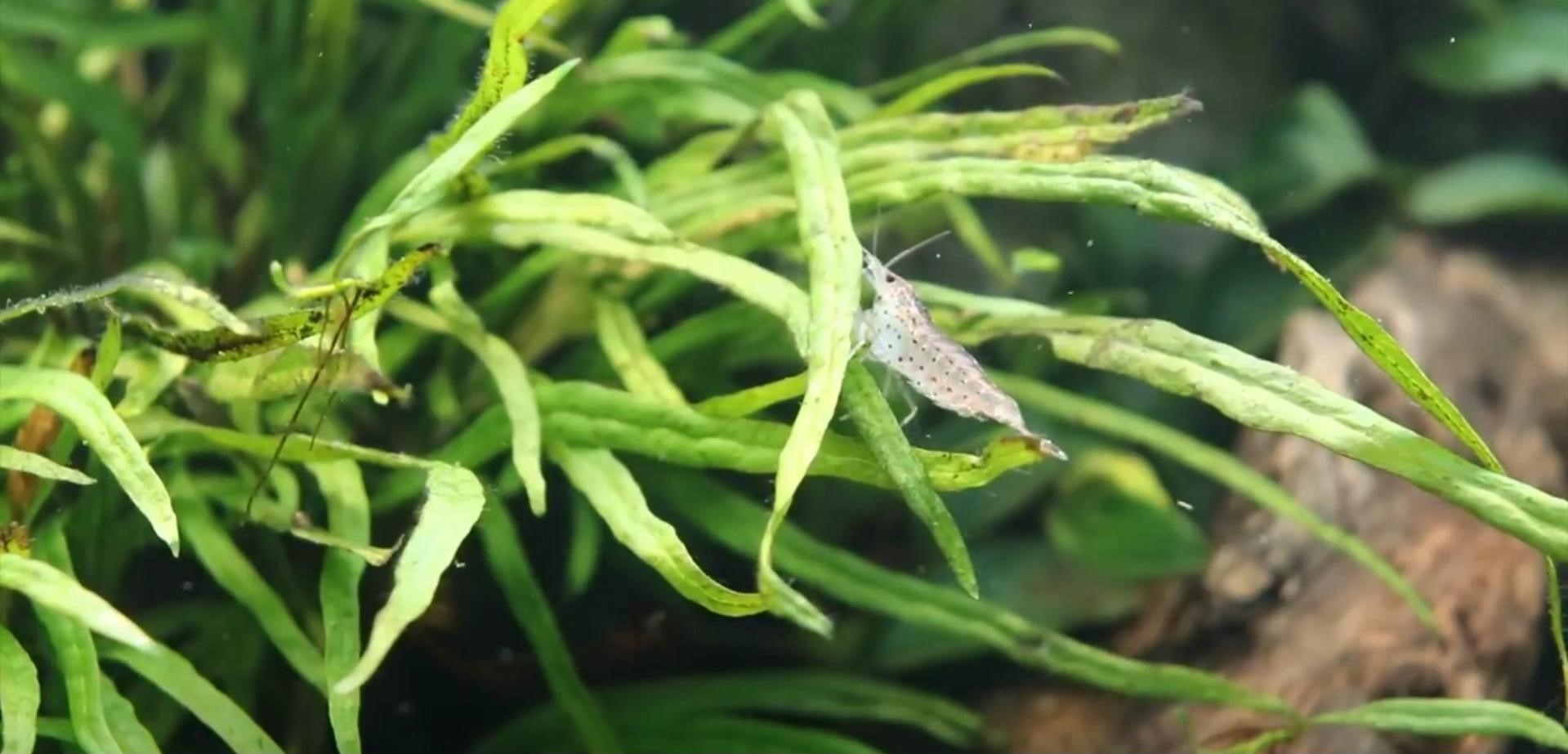 沉木草缸入门造景,50厘米草缸入门造景