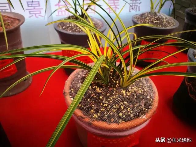 最贵的兰花价格排行榜前十名,2021年最贵兰花成交价格