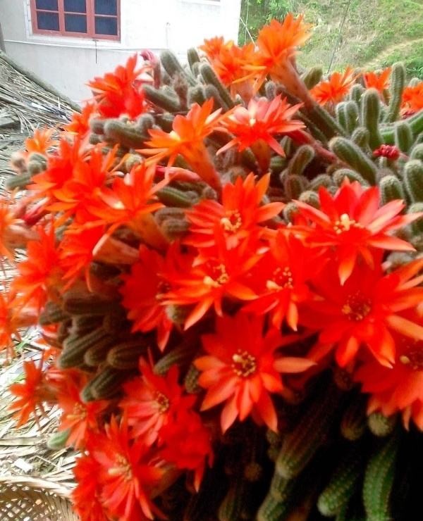 101仙人球,101个仙人球品种