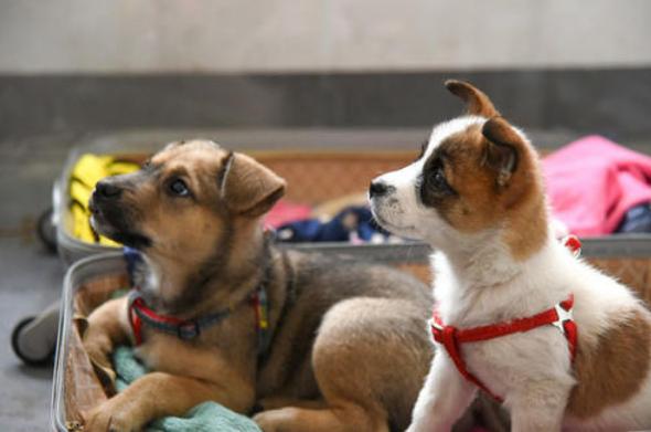 狗狗恨你的7大表现你家狗子有吗,狗狗有这些反应不是把你当主人