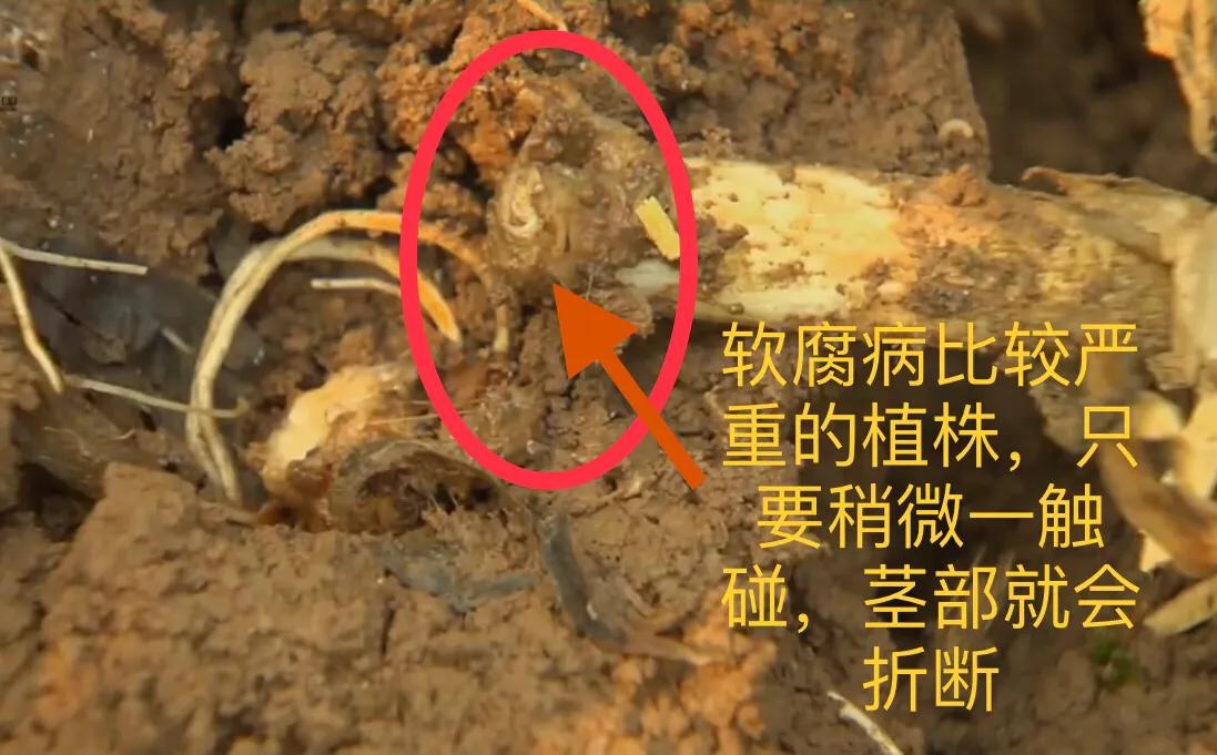 大蒜细菌性软腐病用什么药效果好,大蒜叶枯病紫斑病软腐病用什么药