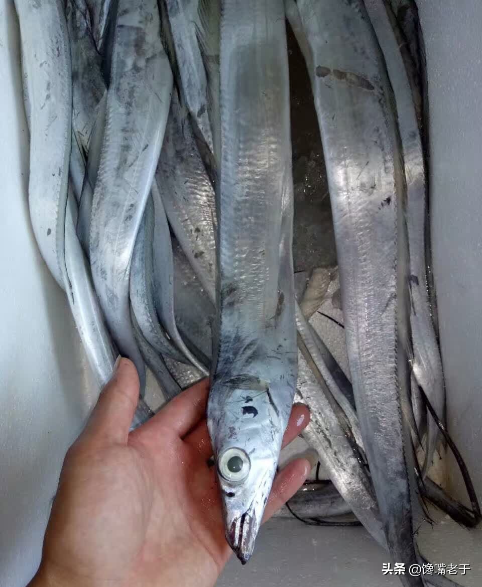 买带鱼黄眼睛和黑眼睛哪种最好,买带鱼黑眼珠好还是黄眼珠好