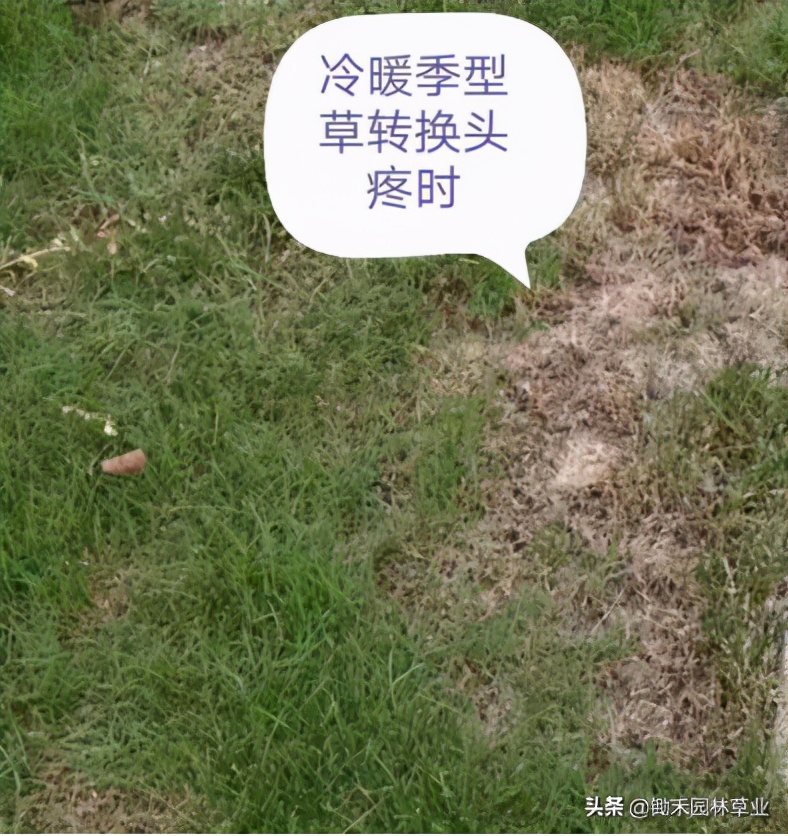 果岭草草坪介绍,果岭草的由来