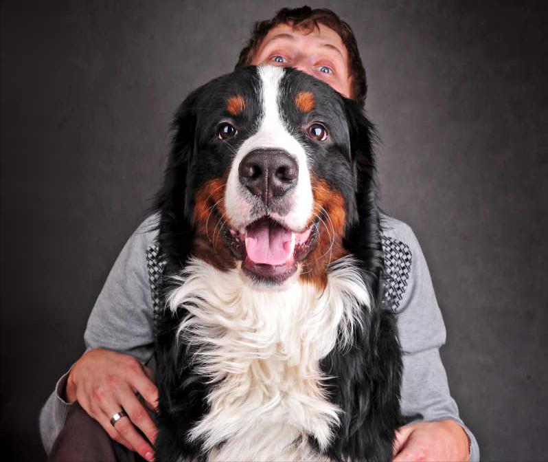 你对伯恩山犬的生活习性了解多少,为什么不建议养伯恩山犬