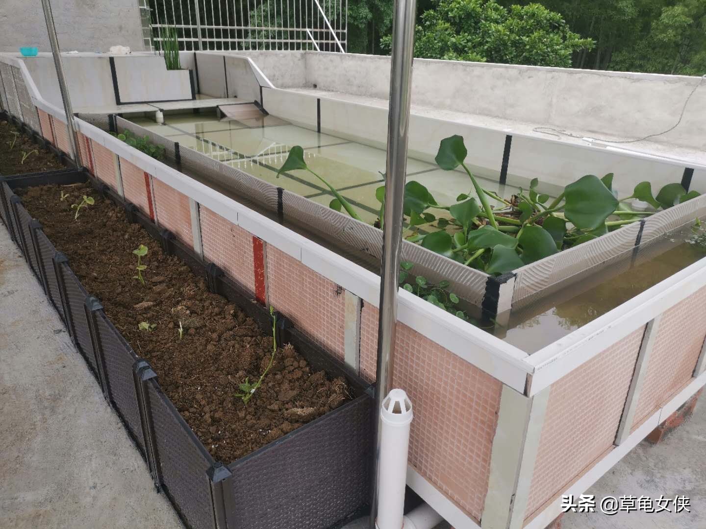 小乌龟得了肺炎嗷嗷直叫唤怎么办,乌龟得肺炎了用甲硝唑药片可以吗