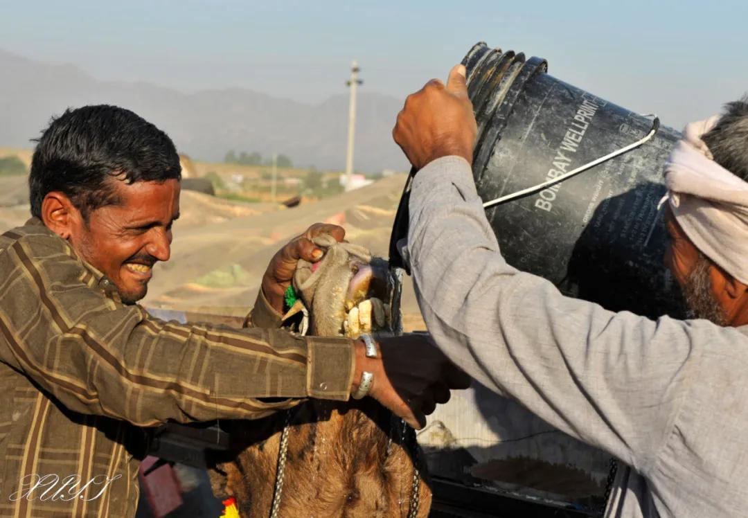 津门网徐屹：印度骆驼节上的人们（上）