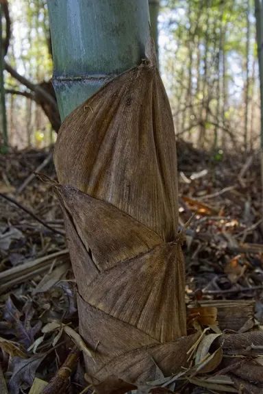 中国民间帽子大全,民间传统帽子大全