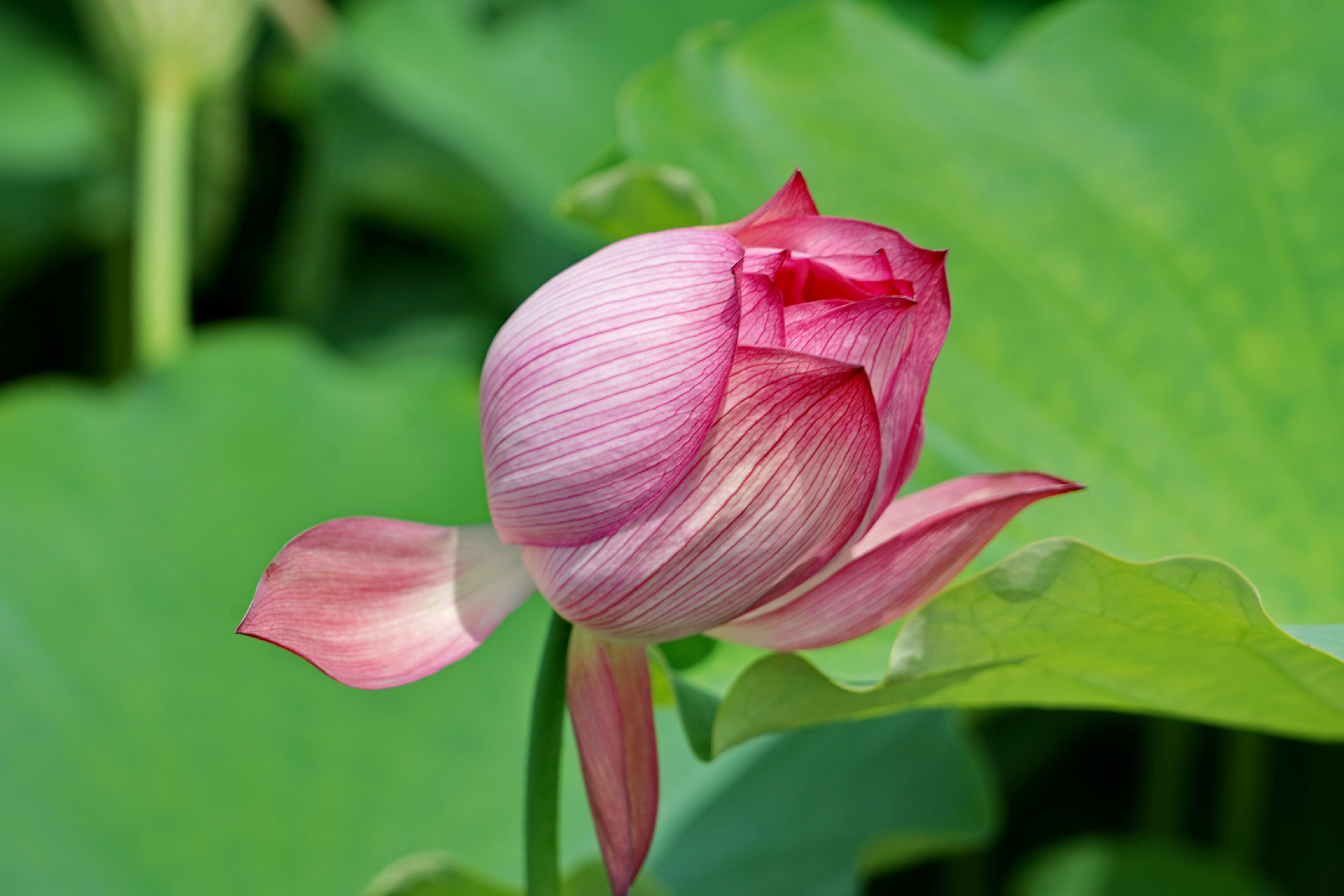 浙江两日游推荐景点苍南,浙江一日游江南水乡