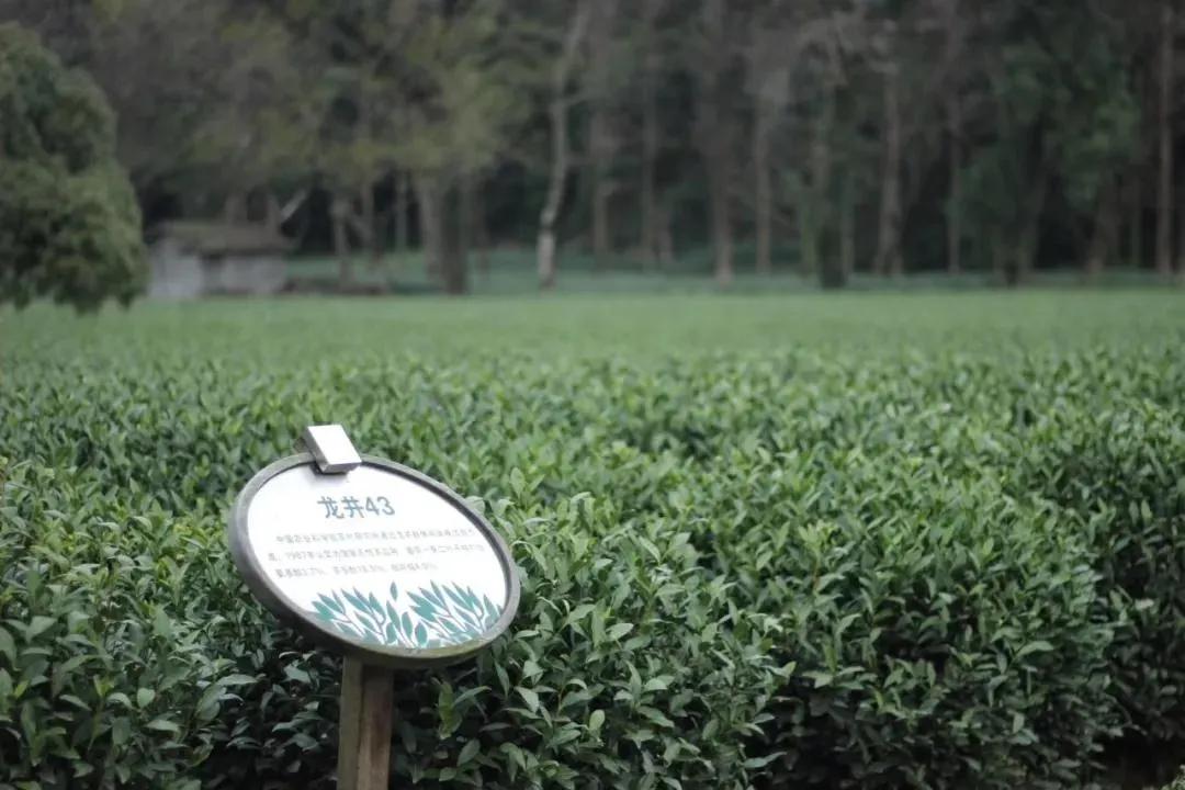 茶知识龙井推荐,西湖龙井的茶型介绍