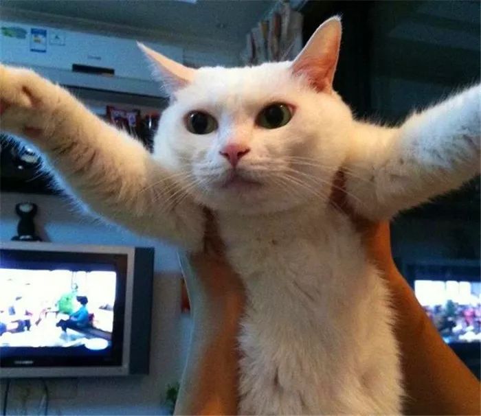 猫咪最讨厌的10个动作,猫咪最讨厌三种抱法图解