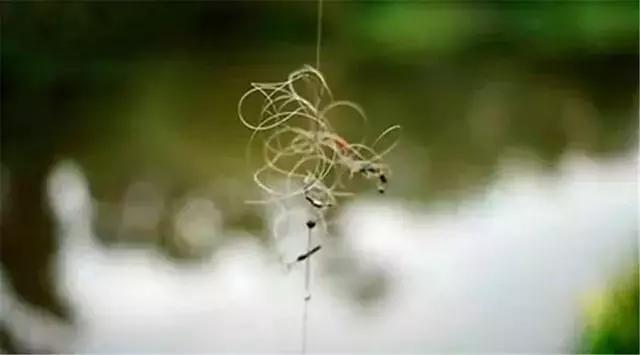 鱼线子线打结如何不卷曲,子线缠绕最简单解决方法